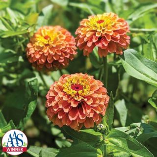 Queeny Lime Orange Zinnia Thumbnail